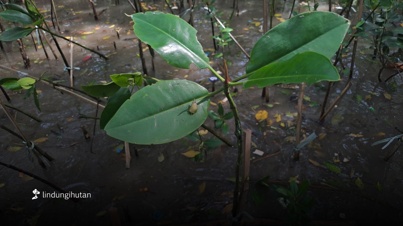 Pohon mangrove yang ditanam di pesisir memiliki fungsi ekologis (gambar: tim LindungiHutan)