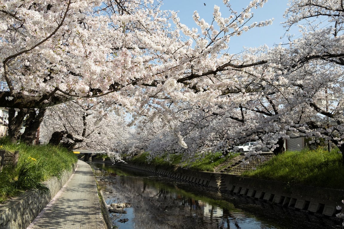 Pemandangan sakura di Sungai Gojo (Dok. Prefektur Aichi)
