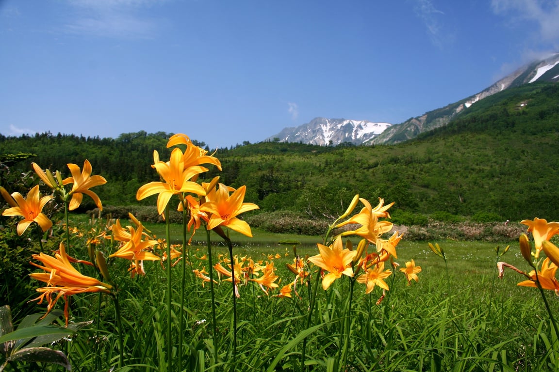 Flowers of the wetland