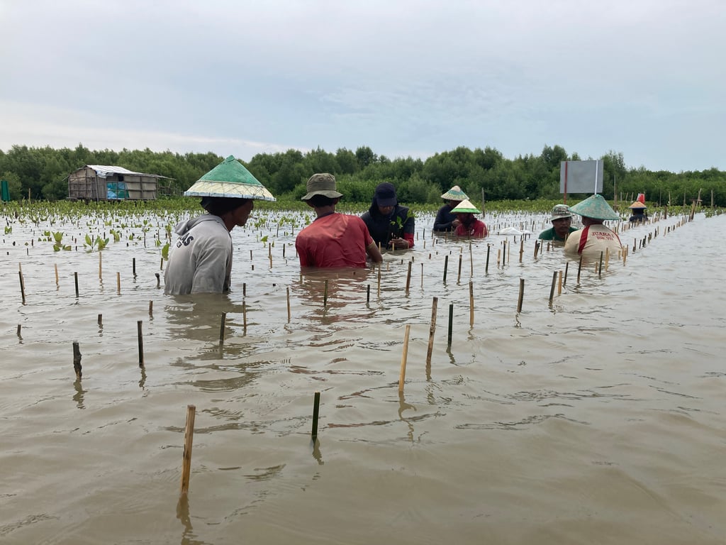 Lokasi penanaman mangrove di Mangunharjo.
