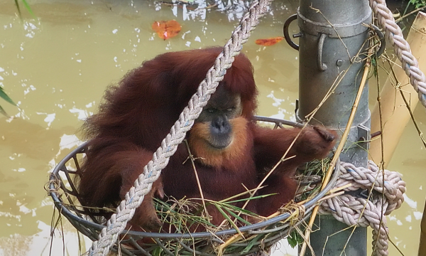Drone DJI Matrice 4T dimanfaatkan untuk mendukung pemantauan populasi Orangutan Sumatera secara efektif.