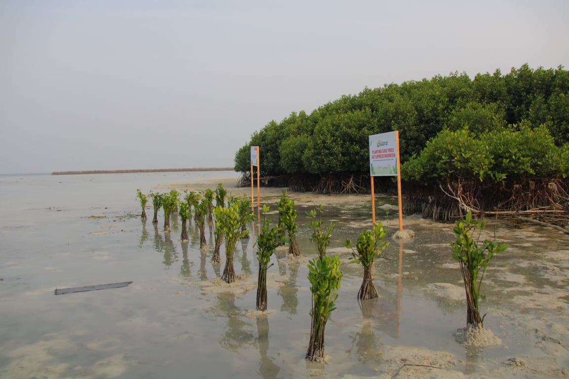 Lokasi penanaman mangrove di Pulau Pramuka.