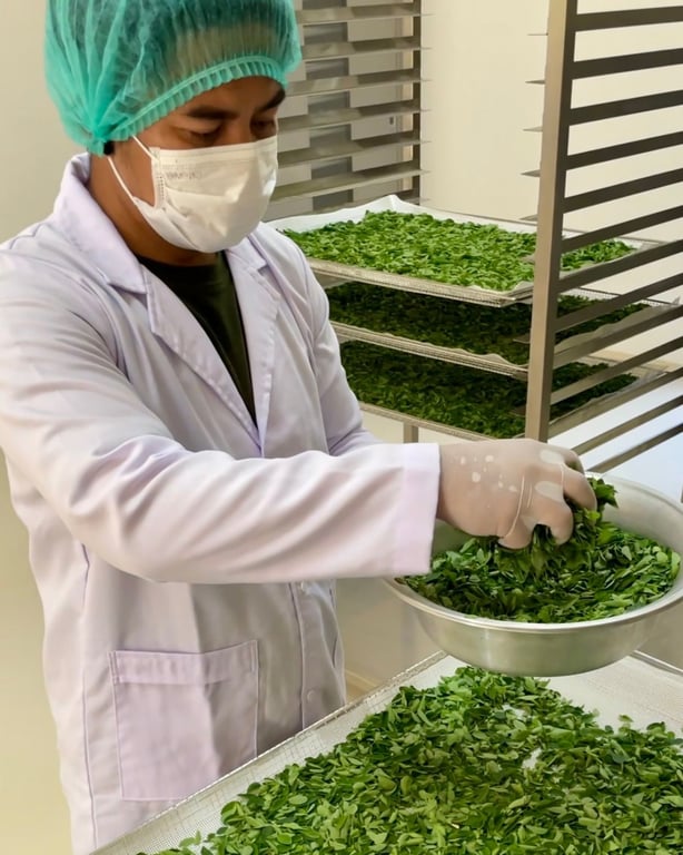 Gently dehydrated at 38°C for 22 hours, our moringa leaves preserve vital nutrients while retaining their natural essence.