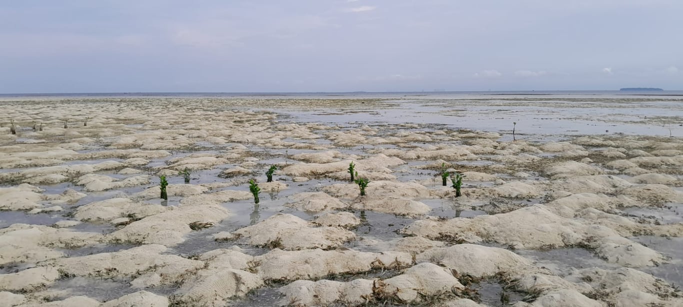 Kondisi lokasi penanaman Pulau Pari (Gambar: Tim LindungiHutan)