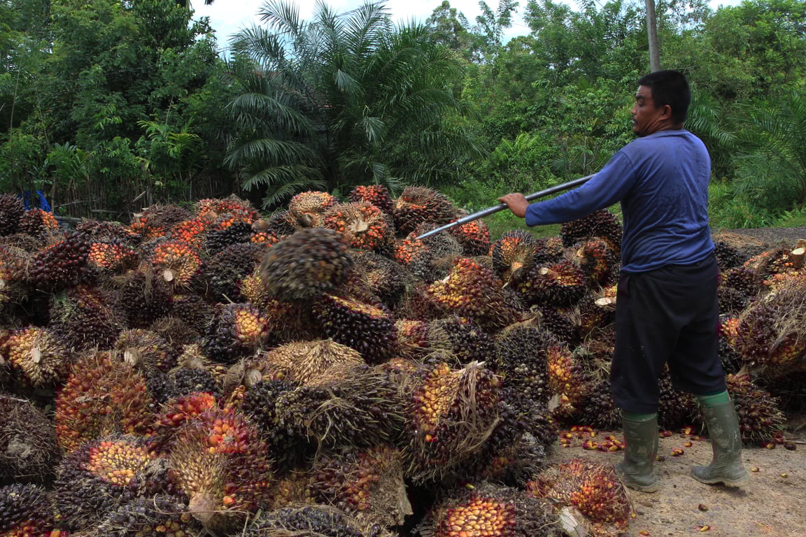 Petani melakukan panen kelapa sawit
