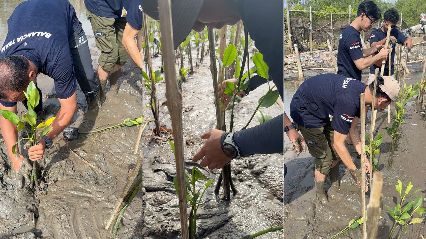 Bibit mangrove ditanam di sepanjang daerah pesisir.