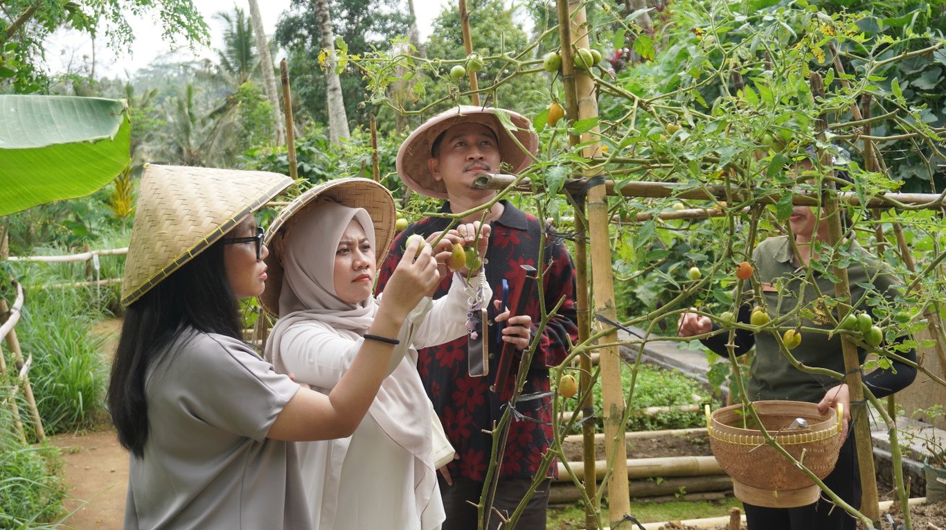 Tamu Sanggraloka Ubud memetik sayur dan buah di organic farm.