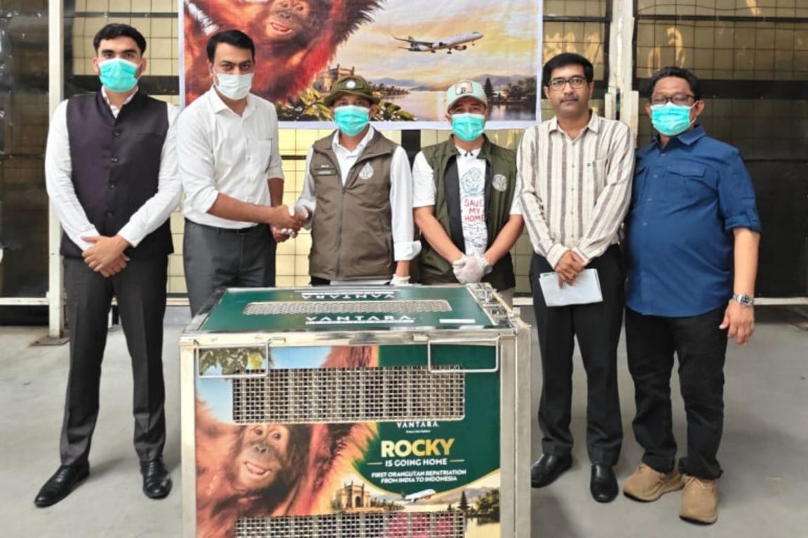 Bayi Orangutan yang Diselamatkan di India Dipulangkan ke Indonesia, Lima Lainnya Menyusul