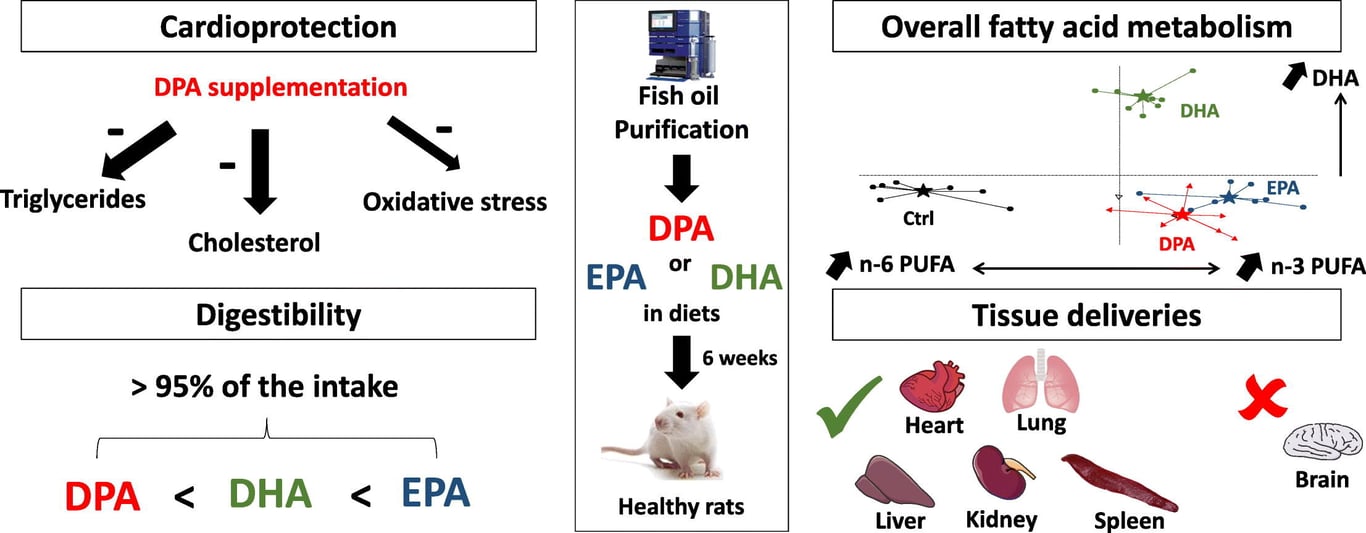 Scientific Data: Derived from clinical research published in Progress in Lipid Research (Kaur et al.). This diagram illustrates that DPA supplementation directly supports cardioprotection by regulating triglycerides and oxidative stress. 