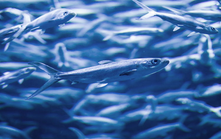 Wild Peruvian Anchovies for 95% Purity Omega-3