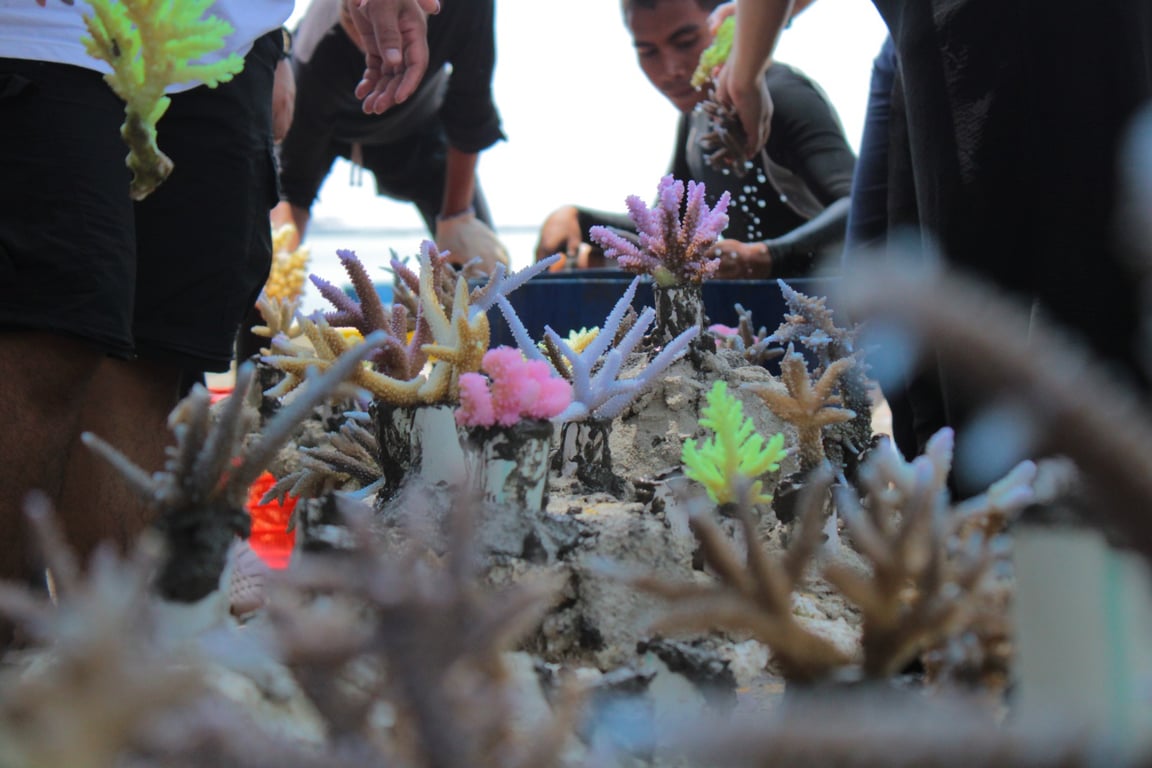 Konservasi terumbuh karang di Pulau Pramuka (Gambar: Tim LindungiHutan)