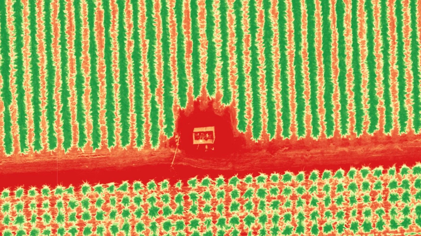 Contoh peta NDVI. Warna menunjukkan perbedaan vigor tanaman antar zona.