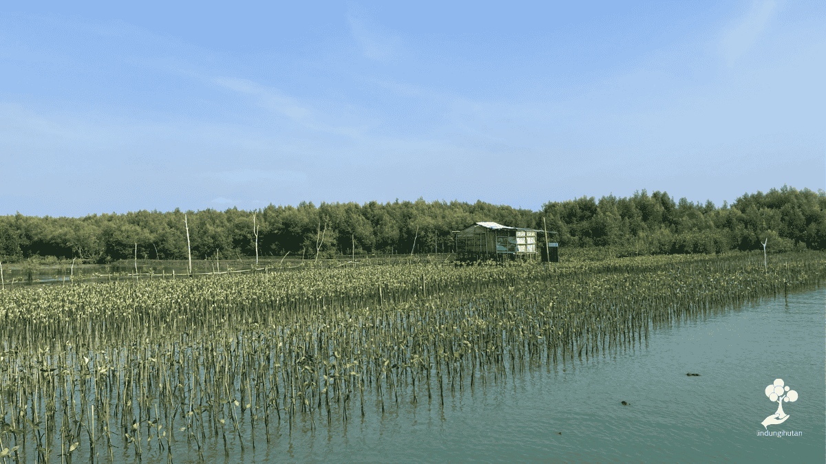 <i>Penanaman mangrove LindungiHutan berkolaborasi dengan mitra perusahaan (gambar: Tim LindungiHutan)</i>