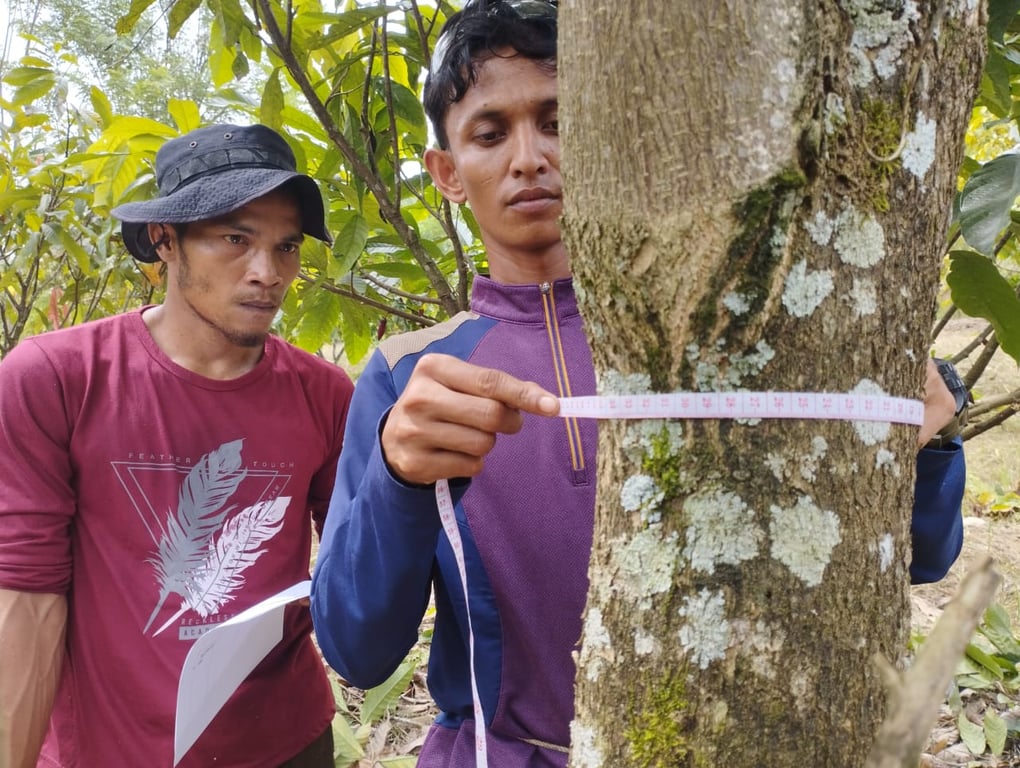 Pengukuran lingkar pohon untuk pelacakan karbon