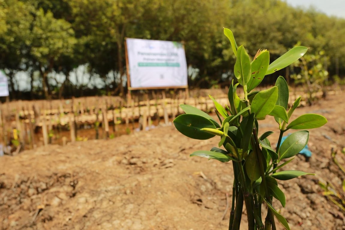 BRIDS Tanam 1.000 Bibit Pohon Mangrove di Tangerang