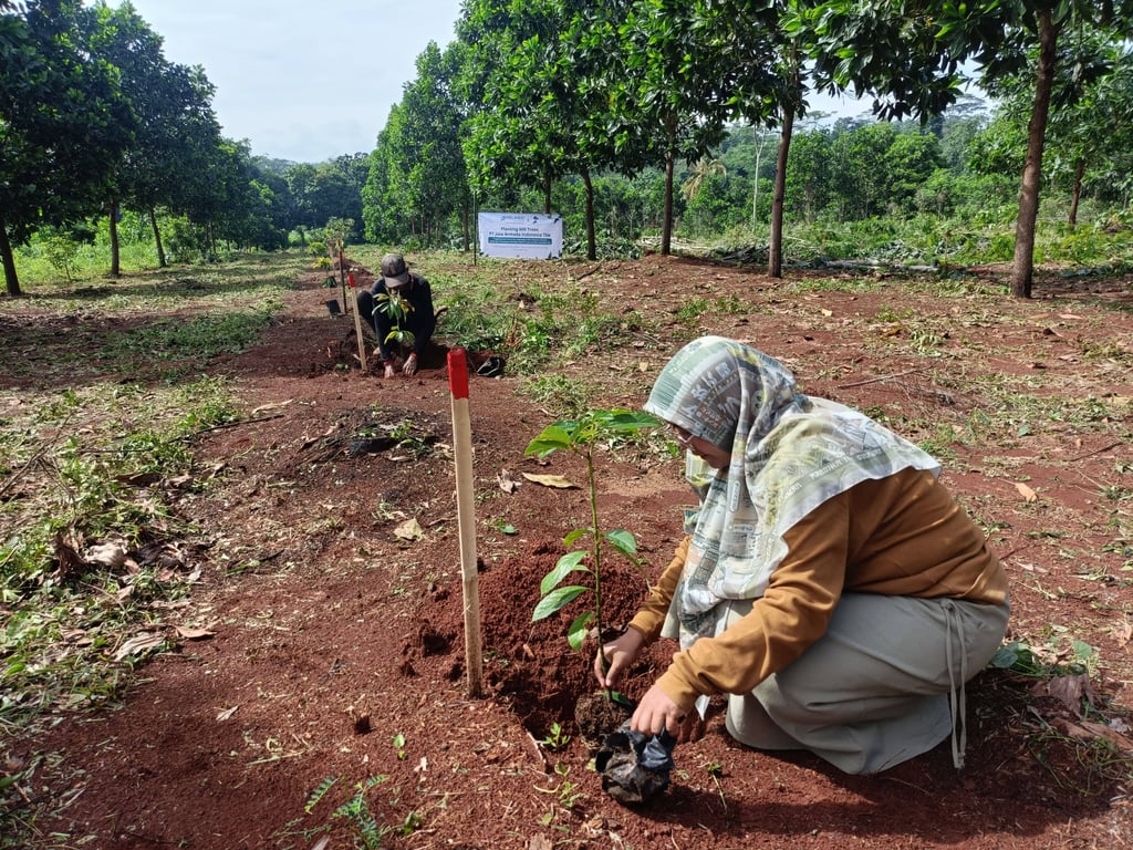 <i>Penanaman pohon alpukat di lahan Desa Koranji (Foto: Tim LindungiHutan)</i>