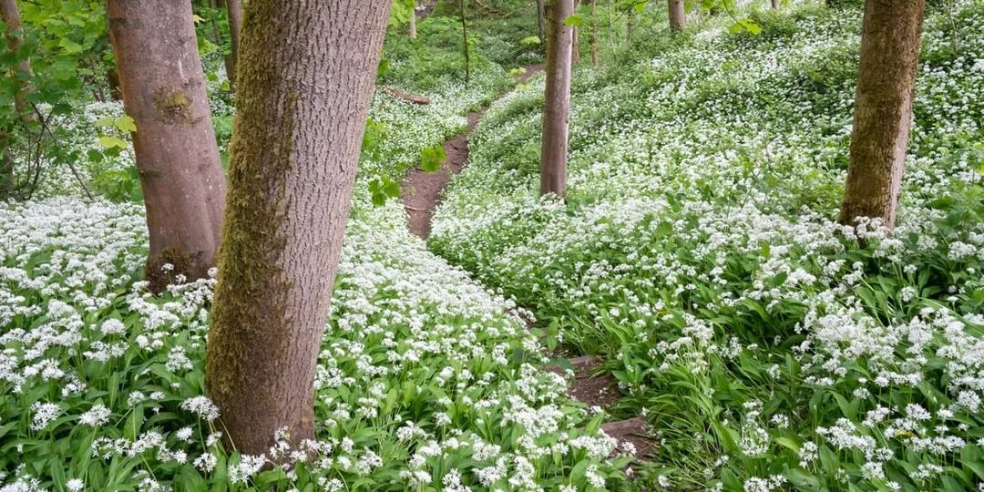 April seasonal food guide by Ian McAndrew