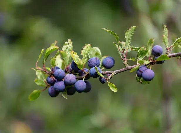 September seasonal food guide by Ian McAndrew