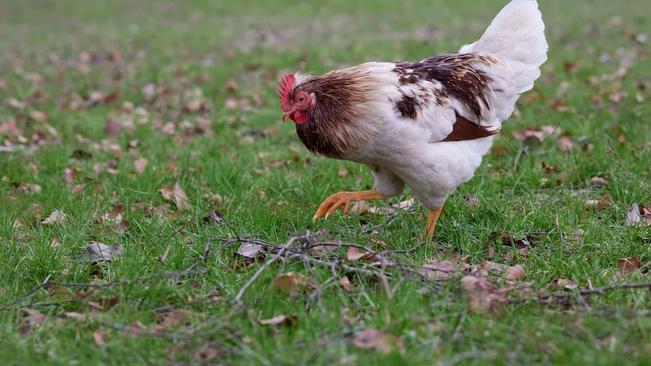 Welfare Labels Meaning: RSPCA, Free-Range, Organic
