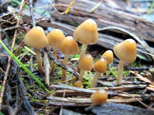 supervised psilocybin