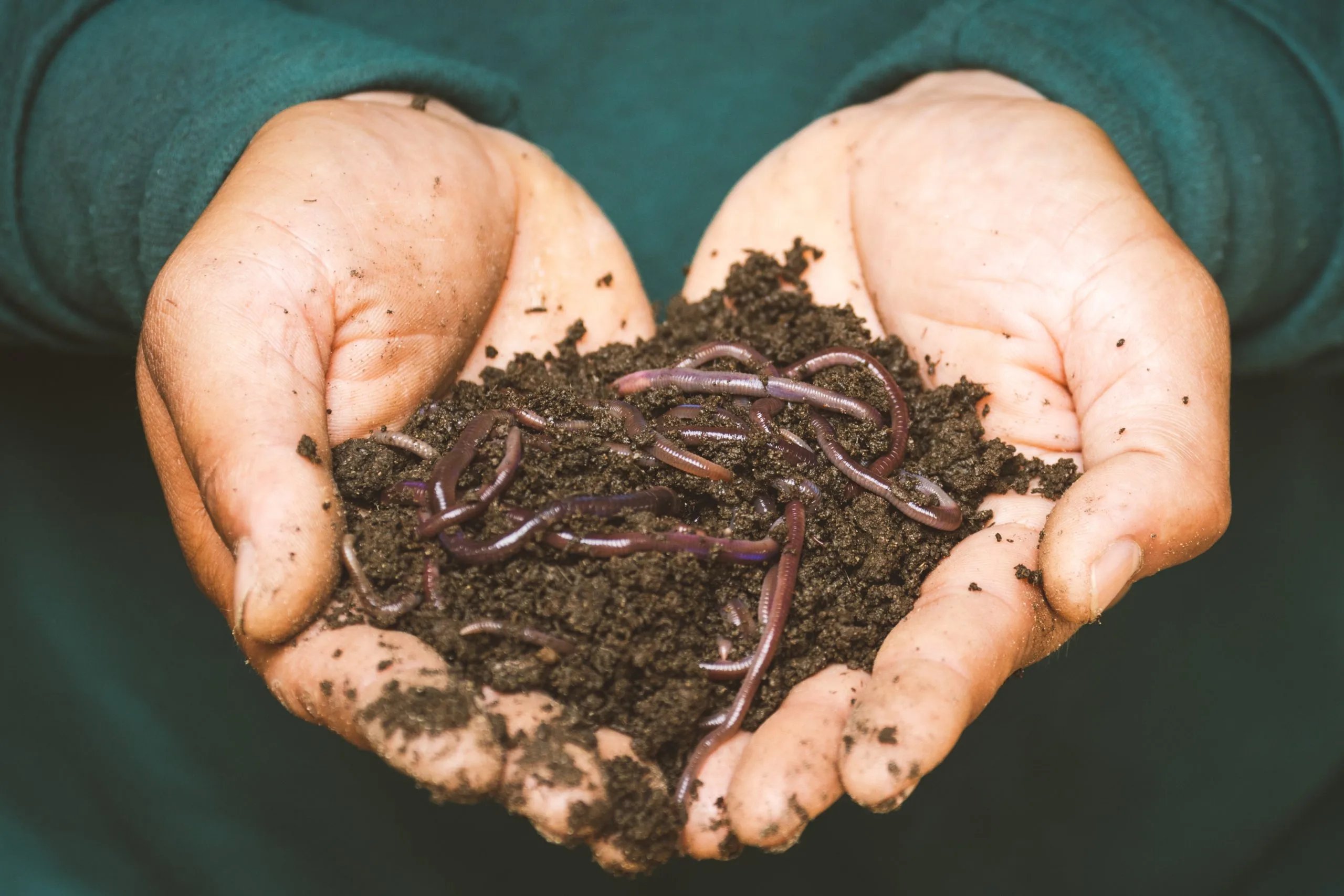 Human Composting: The Burial Option on The Rise