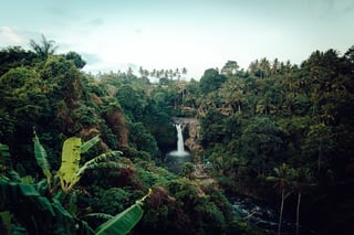 rainforest | Longevity LIVE