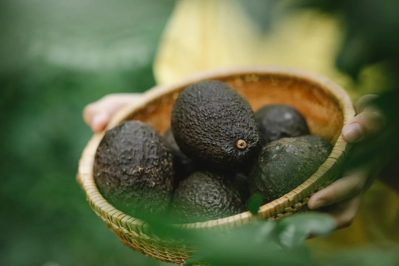 Can Women Beat Diabetes Risk By Eating More Avocados?