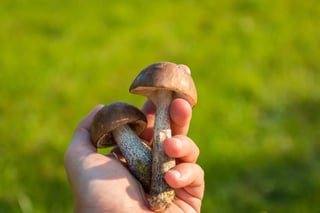 crazy mushroom [longevity live]
