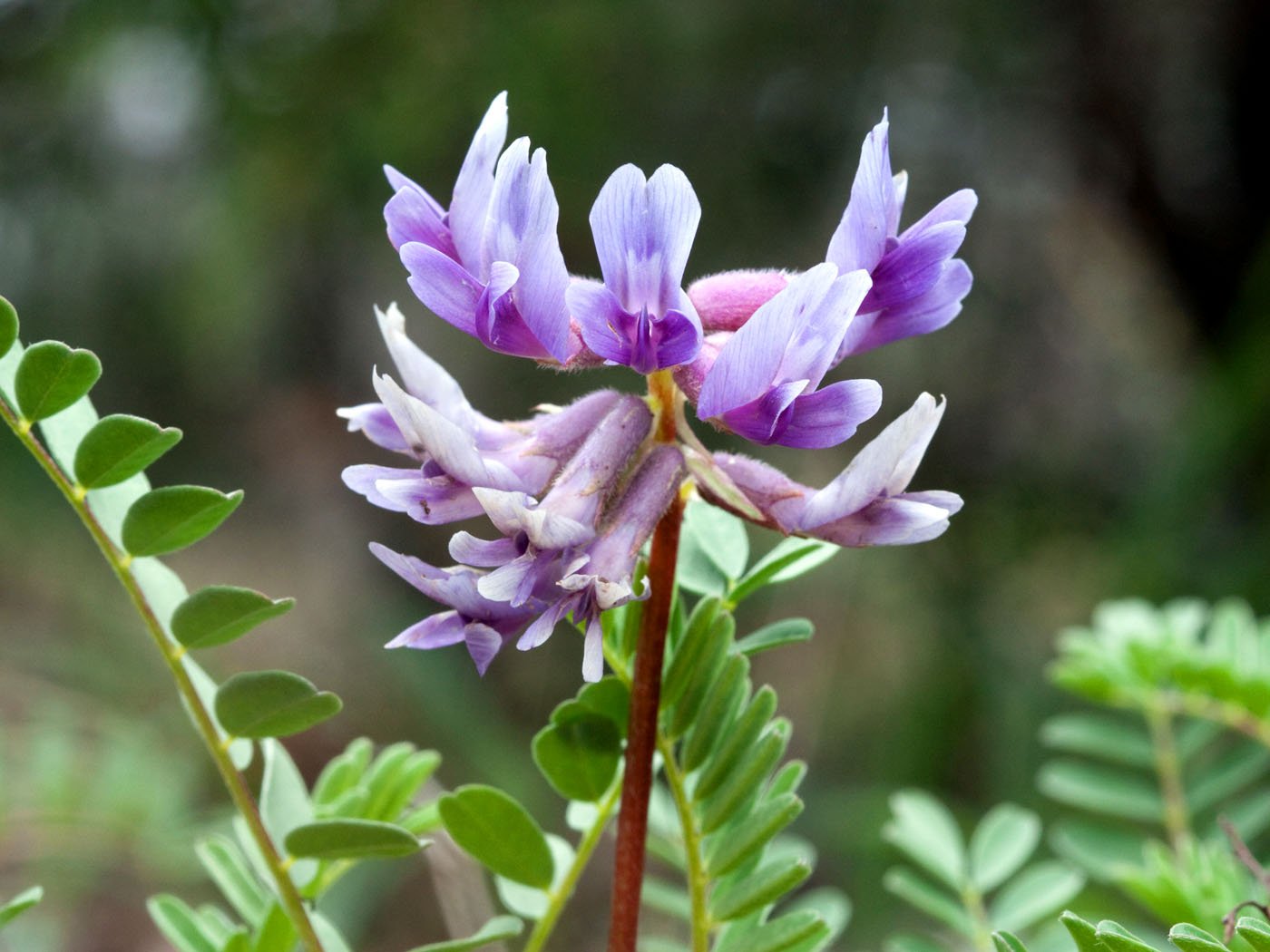 Amazing Astragalus: What Can’t It Do For Your Longevity?