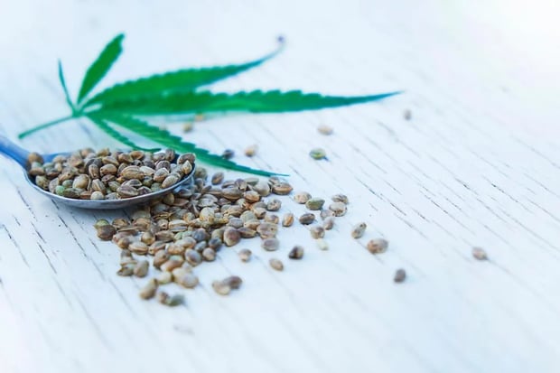 HEMP | Longevity LIVE