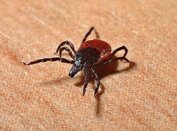 lyme disease | Longevity LIVE