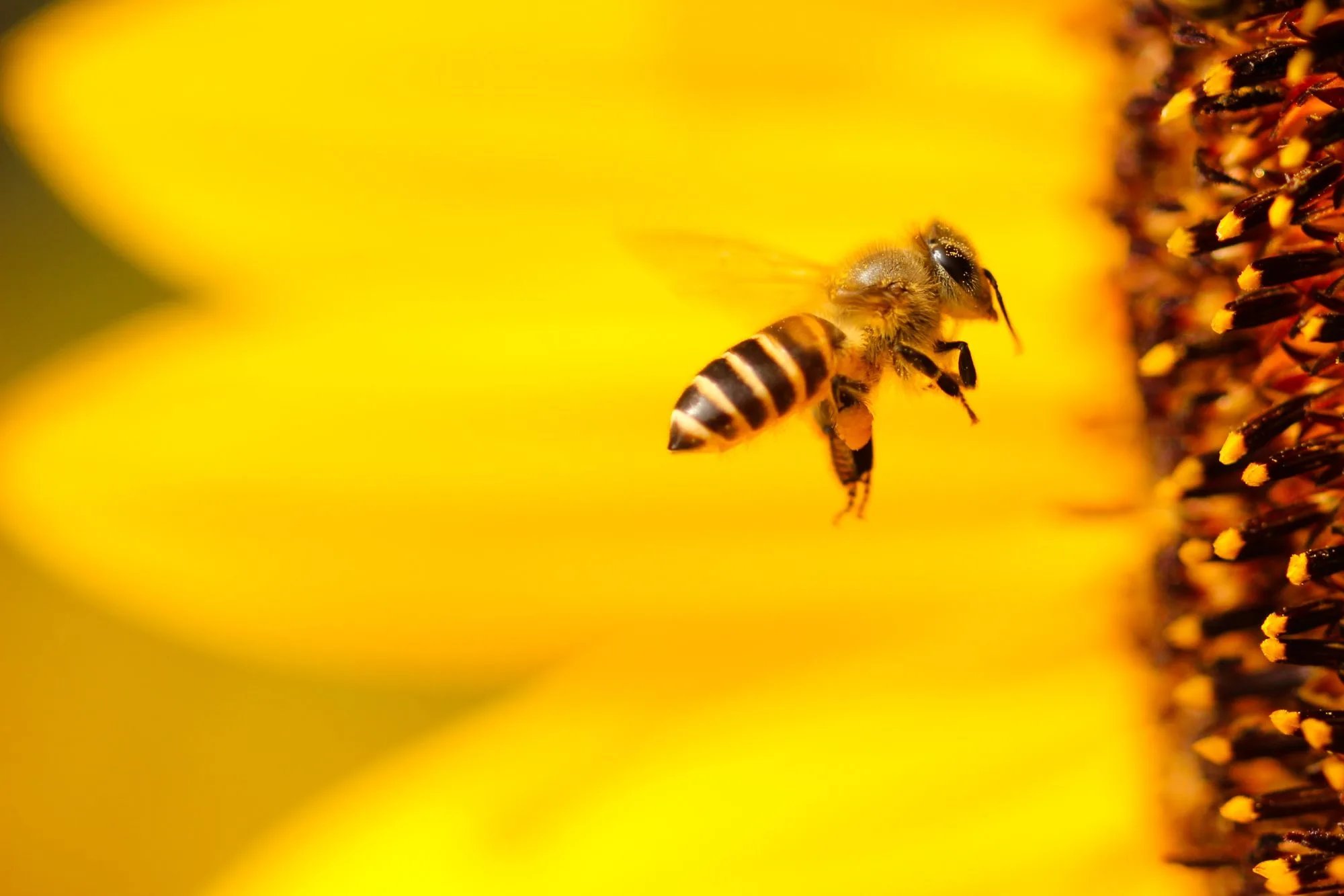 Discover BEE&YOU: What is Propolis?