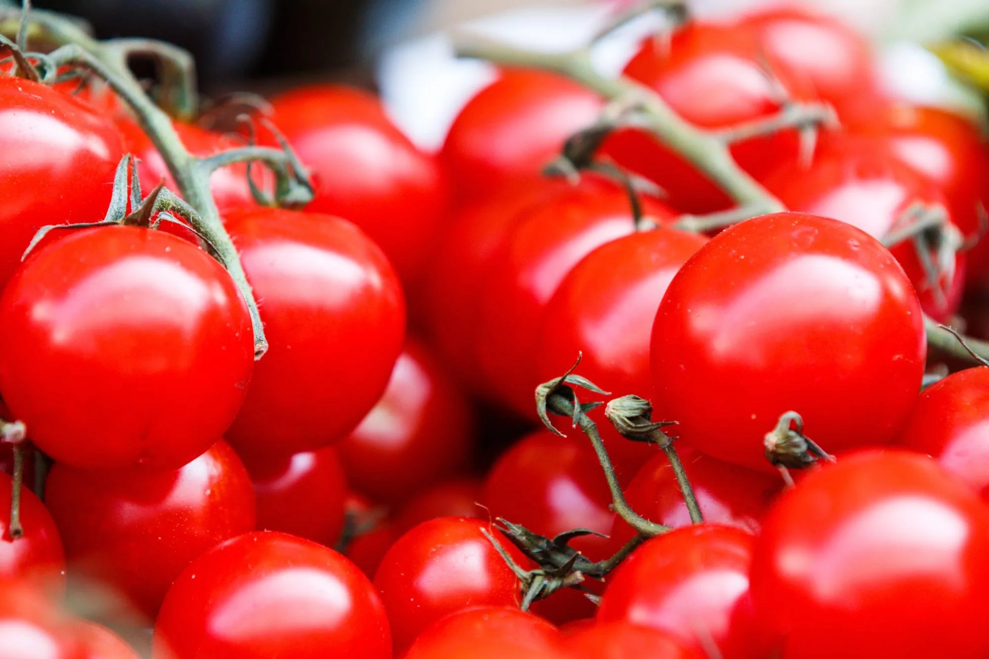 tomatoes | Longevity LIVE