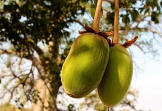 African baobab [longevity live]