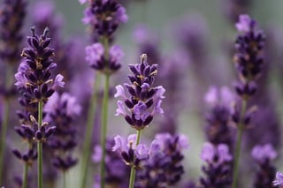 Aromatherapy and Lavender| Longevity LIVE