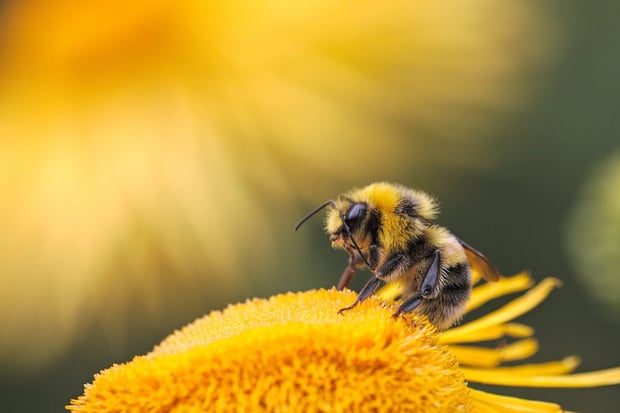 bees | Longevity LIVE