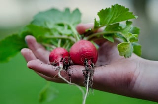 gardening [longevity live]