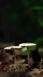 mushroom fungi extracts from edible mushrooms [longevity live]