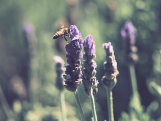 lavender [longevity live]