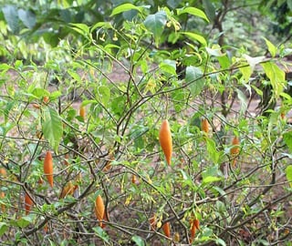 Indigenous Plants