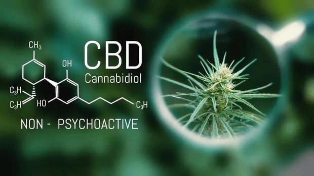 CBD | Longevity LIVE