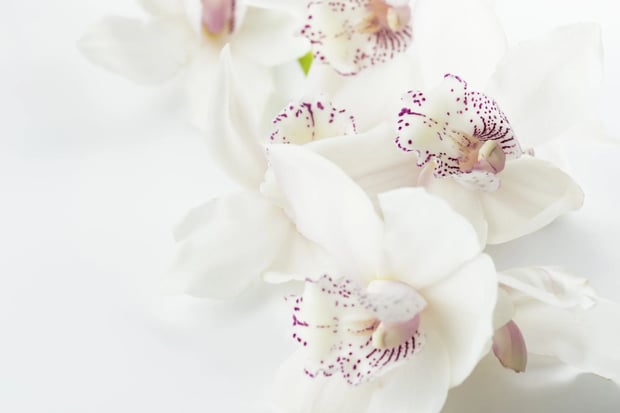 orchids | Longevity LIVE
