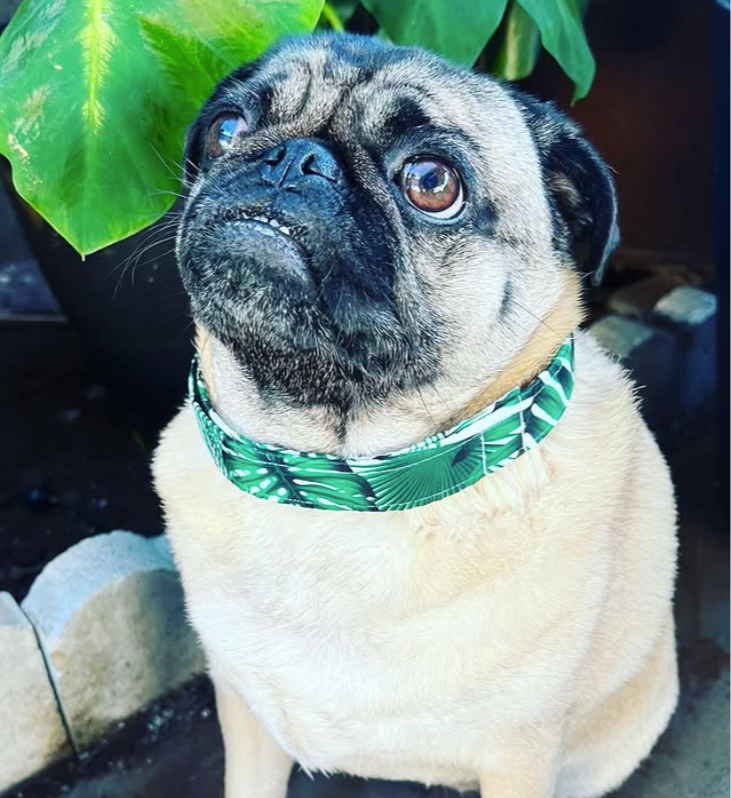 The Posh Pug