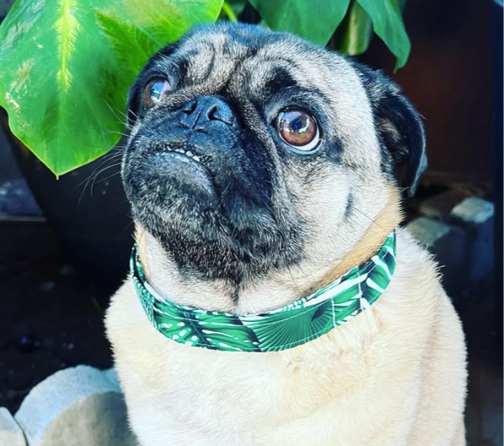 The Posh Pug