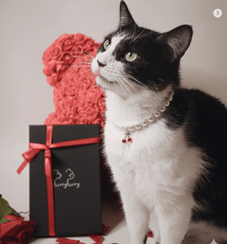 Purry Purry Inc.
