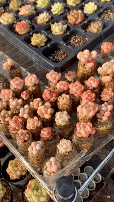 RDDsucculents