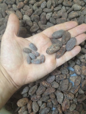 Guatemala - Cahabón - 2020 Organic - Image 1