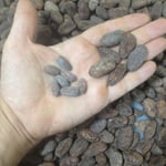 Guatemala - Cahabón - 2020 Organic