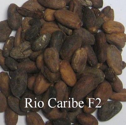 Venezuelan Rio Caribe F1 - Image 2