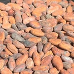 Bolivia - Wild Harvest Direct Trade Rio Beni - 2022